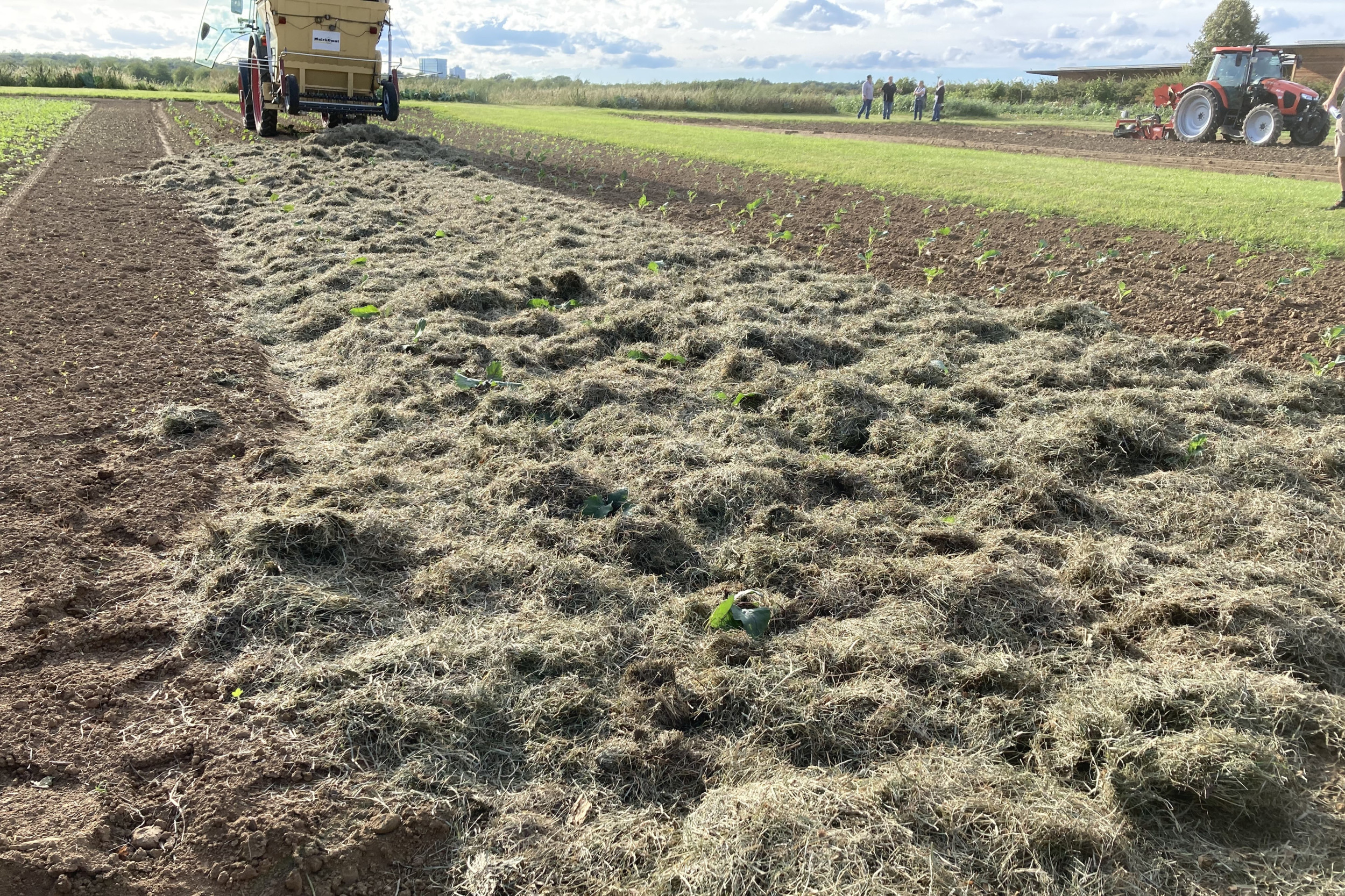 Een mulchlaag heeft positieve effecten op de plant en de bodem. Foto: Melina Kesel