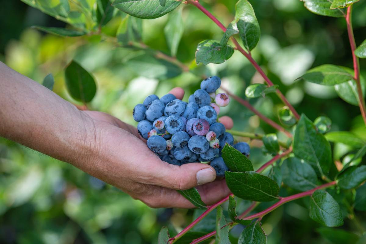 Leon Schrijnwerkers verwacht een goede oogst bij alle blauwebessenrassen. – Foto: Mark Pasveer