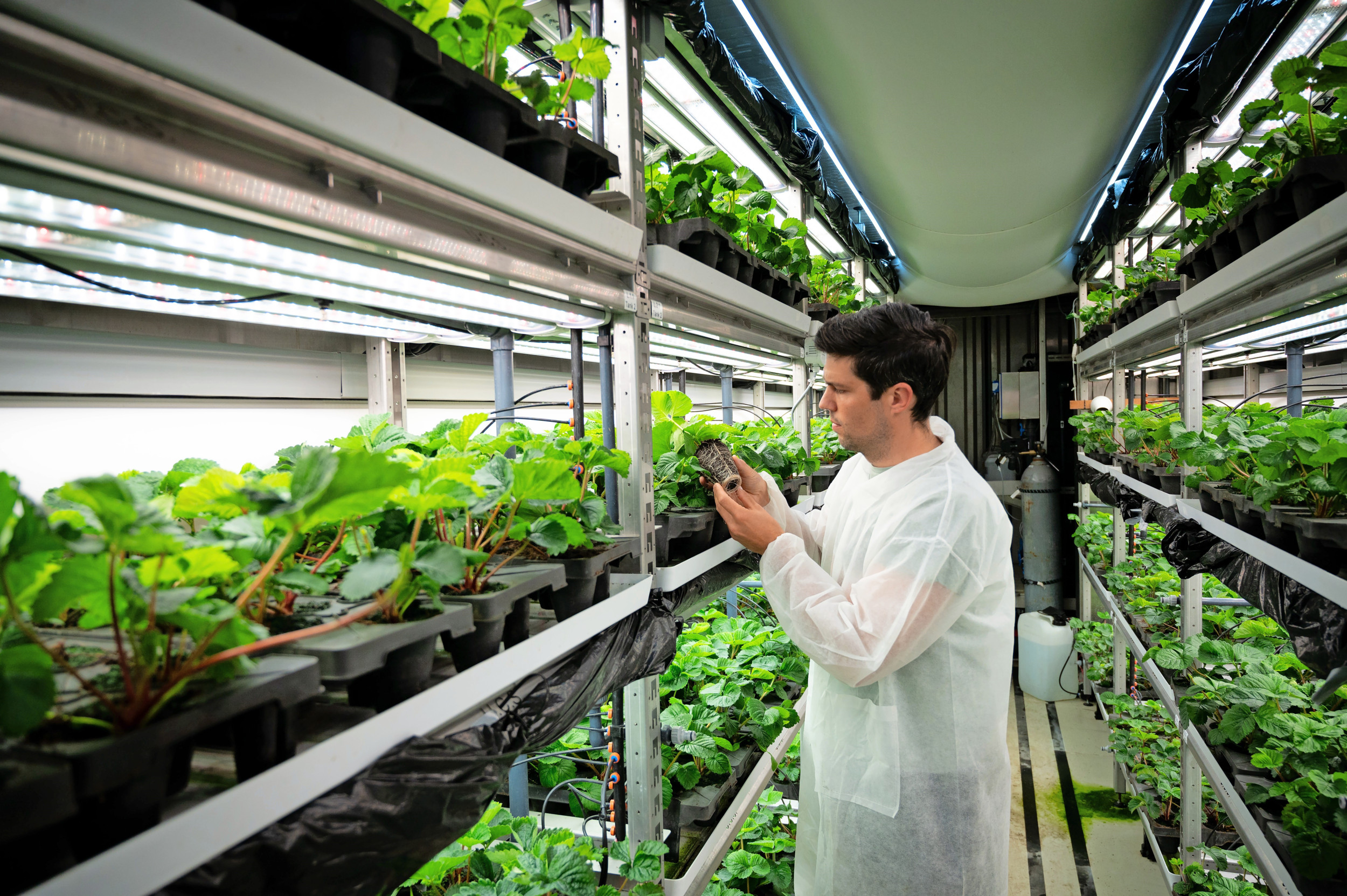 Om de daglengte bij junidragers stuurbaar te maken, kan gekozen worden voor een gesloten teeltsysteem. Foto’s: Inagro