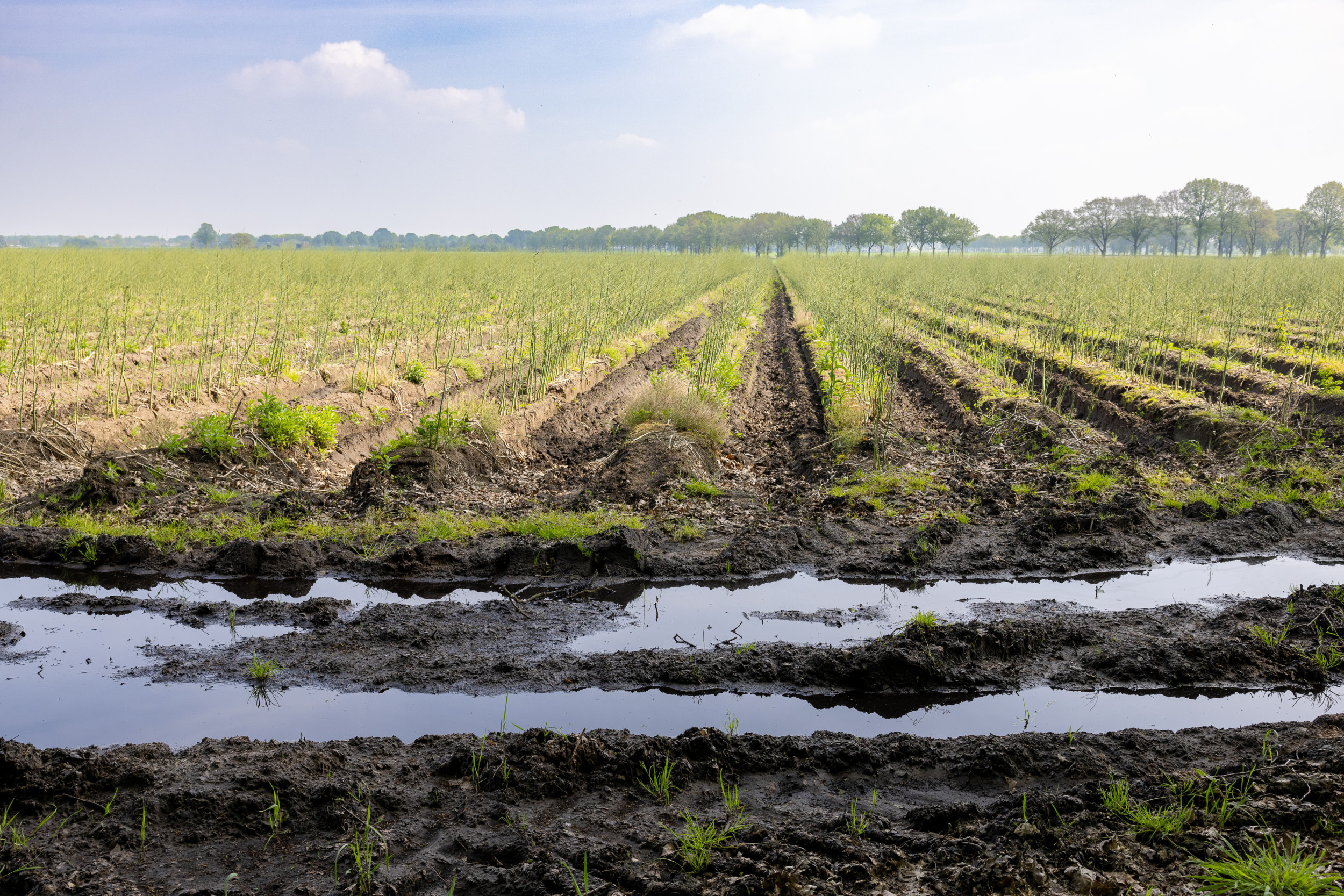 Een niet geoogst aspergeveld in de gemeente Gilze en Rijen. Foto: Peter Roek