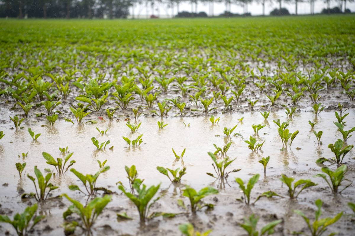 Doordat we sinds 2023 grote neerslagsommen kennen, is de bodem meer dichtgeslagen dan ooit. – Foto: Mark Pasveer