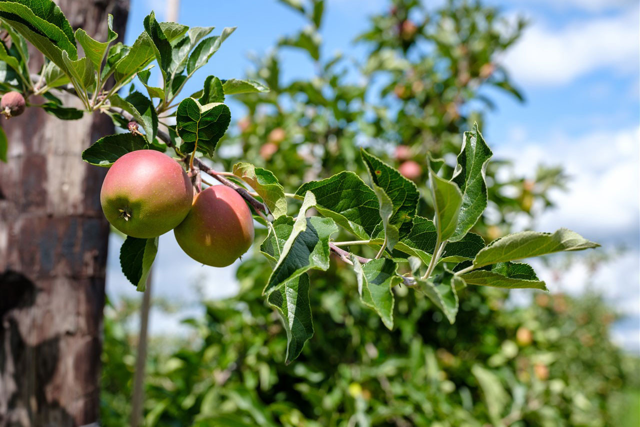 Er komt 11% minder appels op de markt in Europa, is de verwachting. Foto: ANP