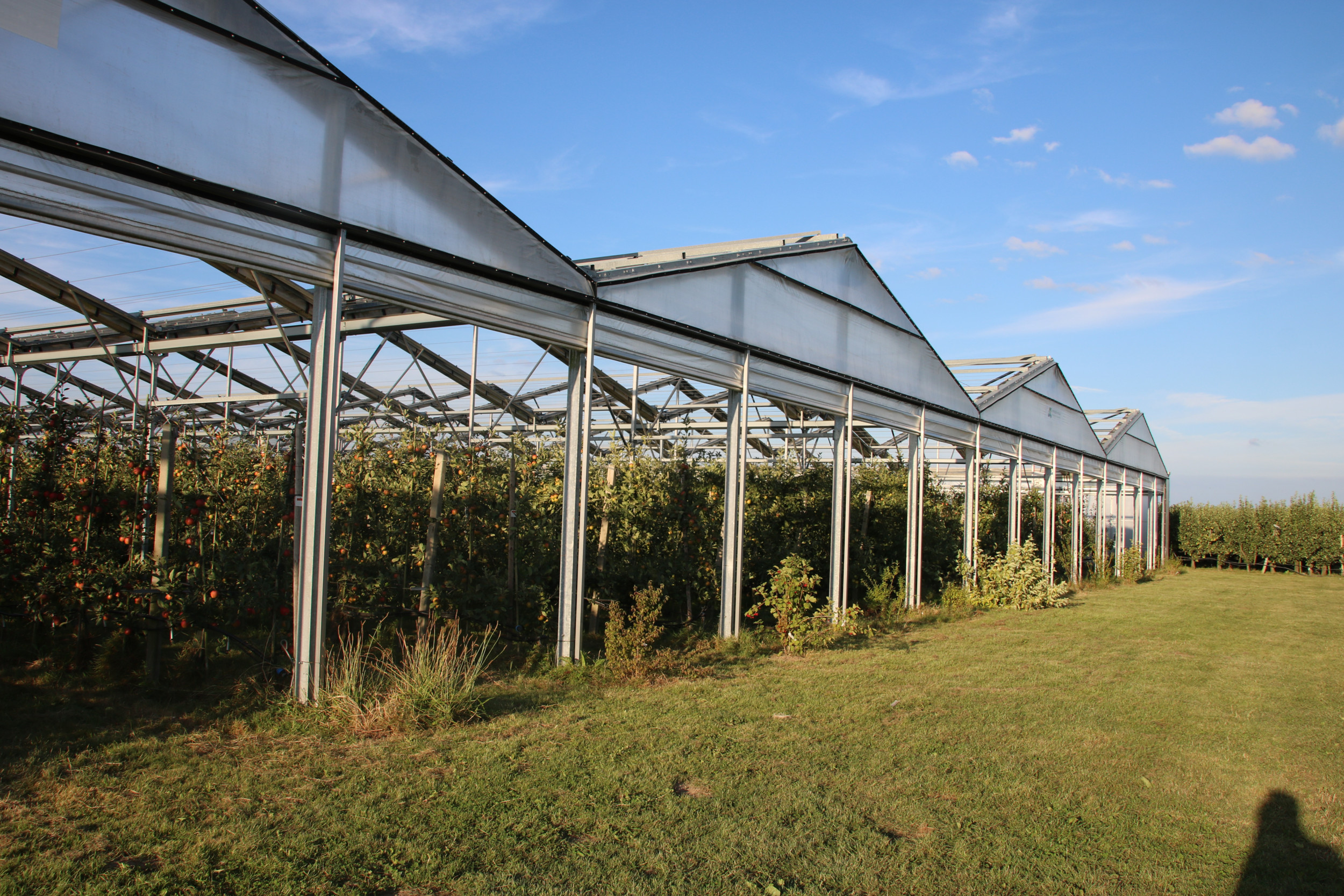 De teelt van appels onder cabriokap leert dat overkapt telen tot veel minder inzet van gewasbeschermingsmiddelen leidt. Foto’s: Wouter van Teeffelen