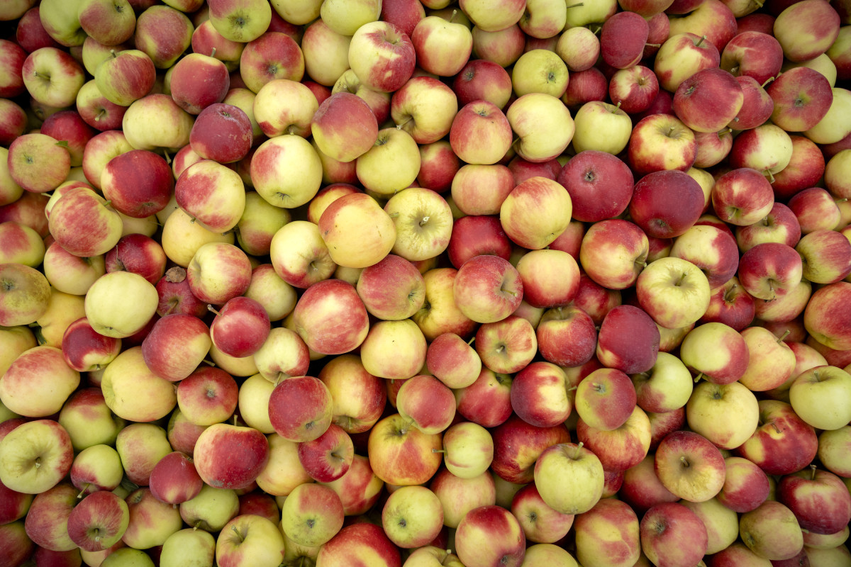 Doel van FruitMasters is om de totale waarde van de appel toe te laten nemen. Foto: ANP / Hollandse Hoogte / Sander Koning