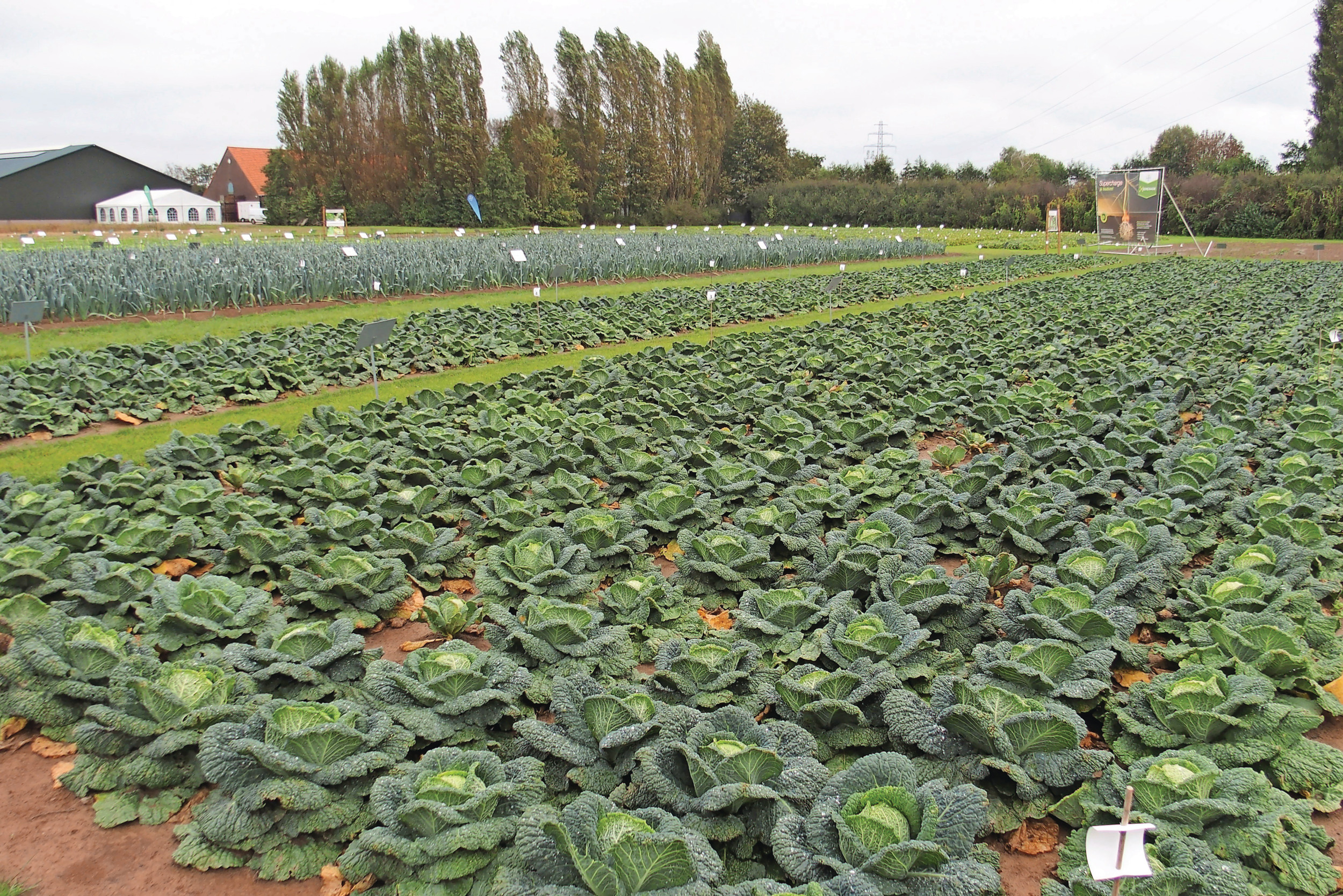 Op het Vollegrondsgroenten Platform in Angeren nodigde Bayer niet alleen telers uit de sector uit, maar ook diverse ‘stakeholders’. Foto's: Stan Verstegen