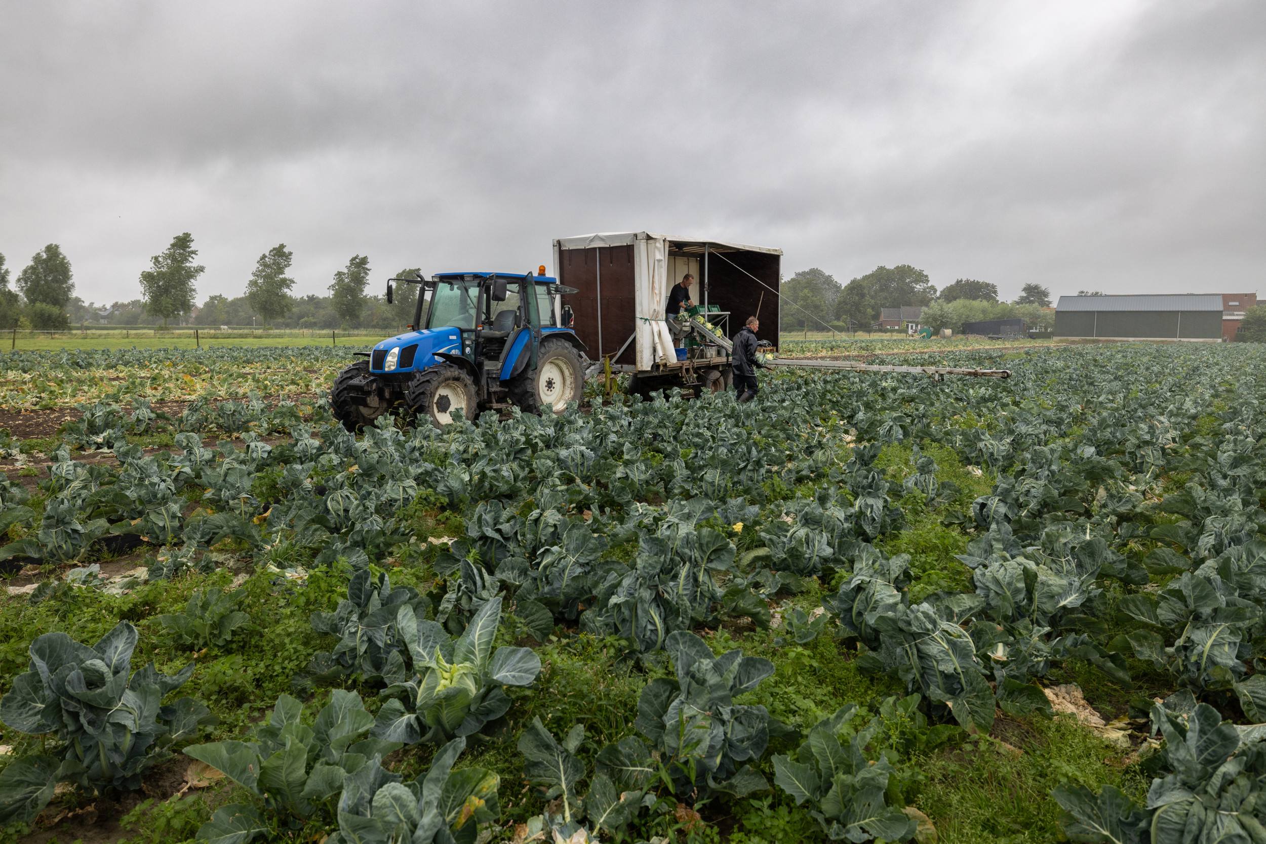 De rassen waarin Chris Melse momenteel aan het oogsten is, zijn Milandes, Kamis en zelfs nog wat Clarina. Foto: Peter Roek