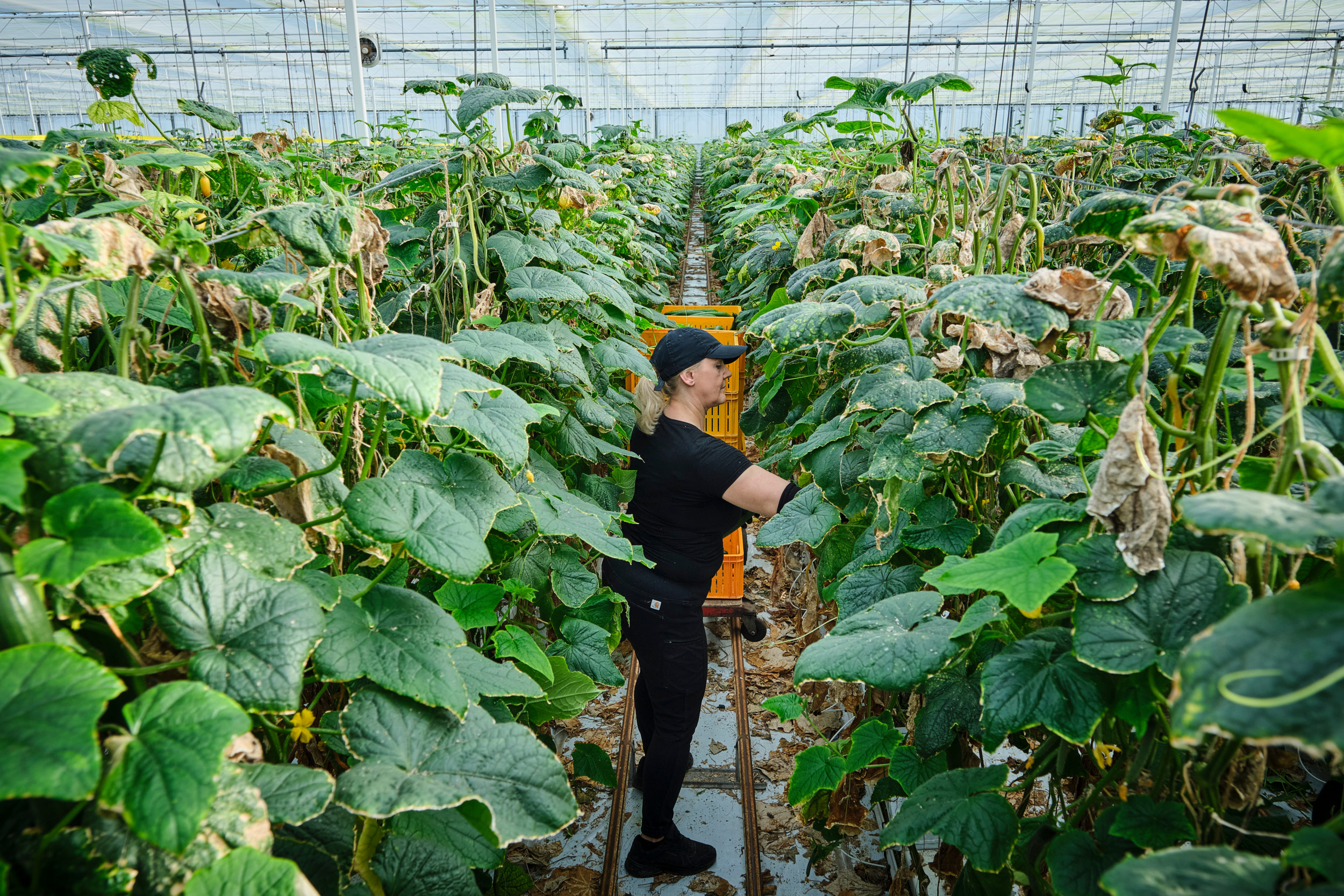 Tegen het einde van de teelt lopen producties terug. De kwaliteit blijft voldoende. Foto: Fred Libochant Fotografie