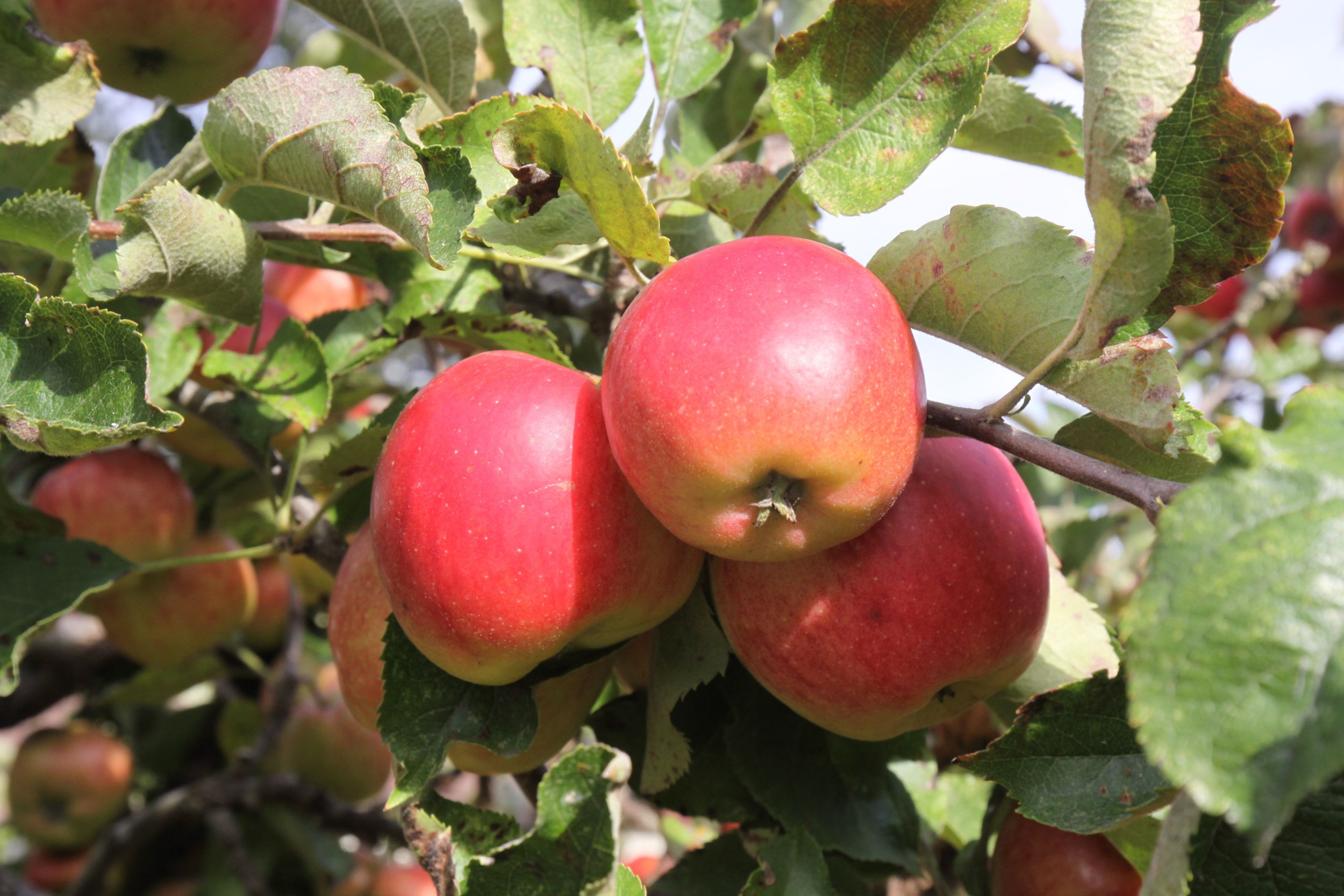 Op het fruitteeltbedrijf staan inmiddels alle klusjes voor na de pluk op de agenda. Foto: Canva