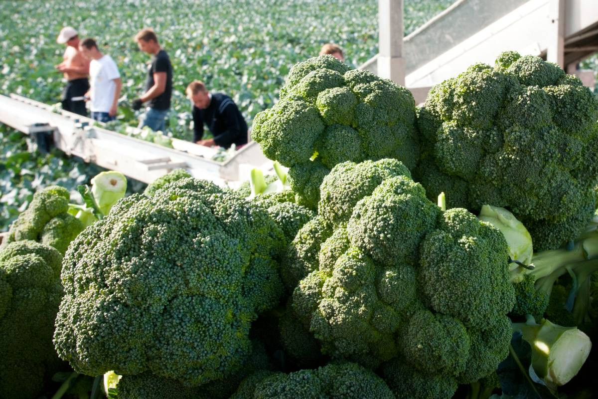 Voor Bart Dekker was het geen slecht, maar ook niet een heel goed broccoliseizoen. Foto: Wick Natzijl