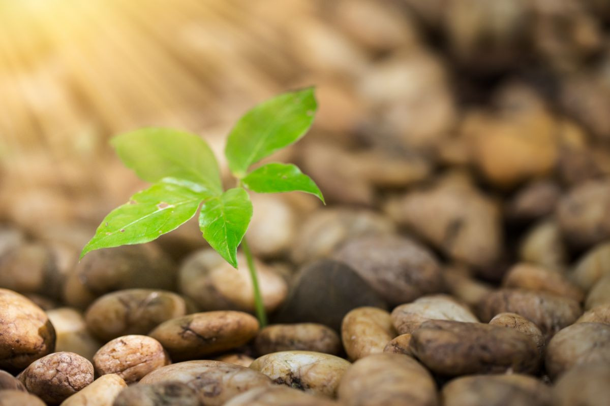 We weten dat CO2 een van de onderdelen is van een van de grootste wonderen der natuur: fotosynthese, het proces waarmee een plant licht omzet in suikers. Foto: Canva/coffeekai