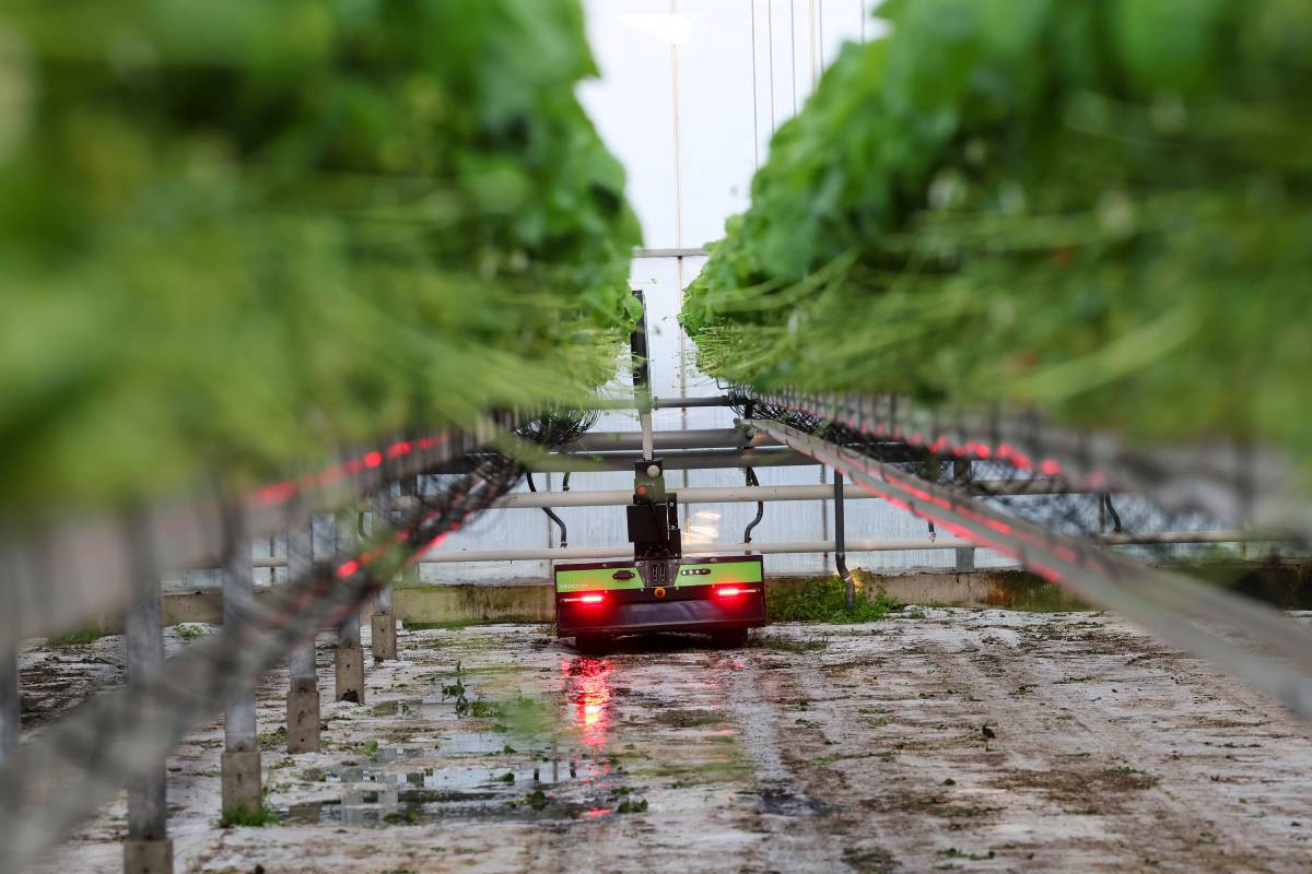 Kabinet-Schoof ziet in robotisering een oplossing om minder arbeidsmigranten in te zetten. Foto: Bert Jansen