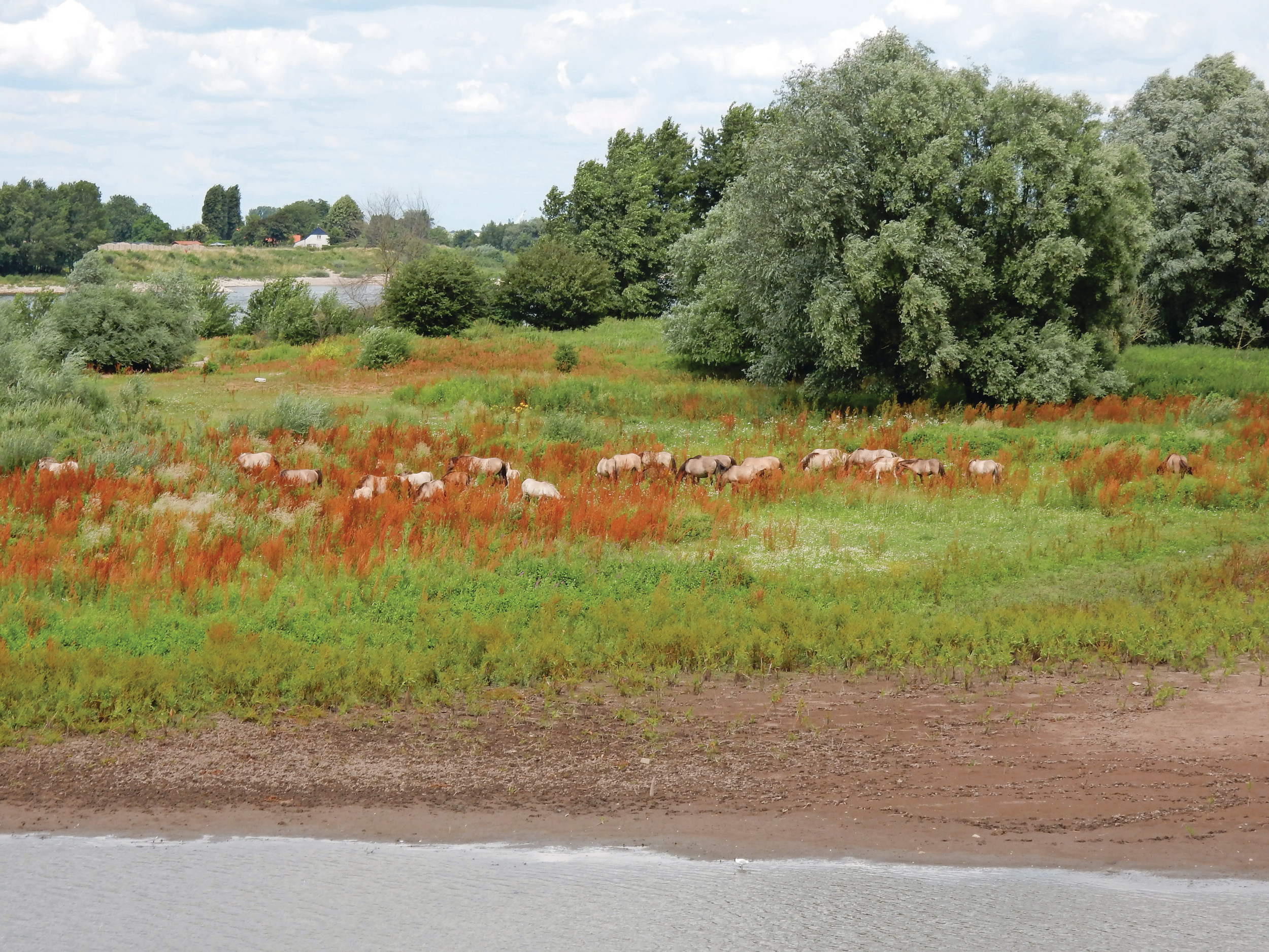 De aanwezigheid van natuurgebieden nabij intensieve landbouw biedt voor de biodiversiteit geen soelaas. Foto: Stan Verstegen