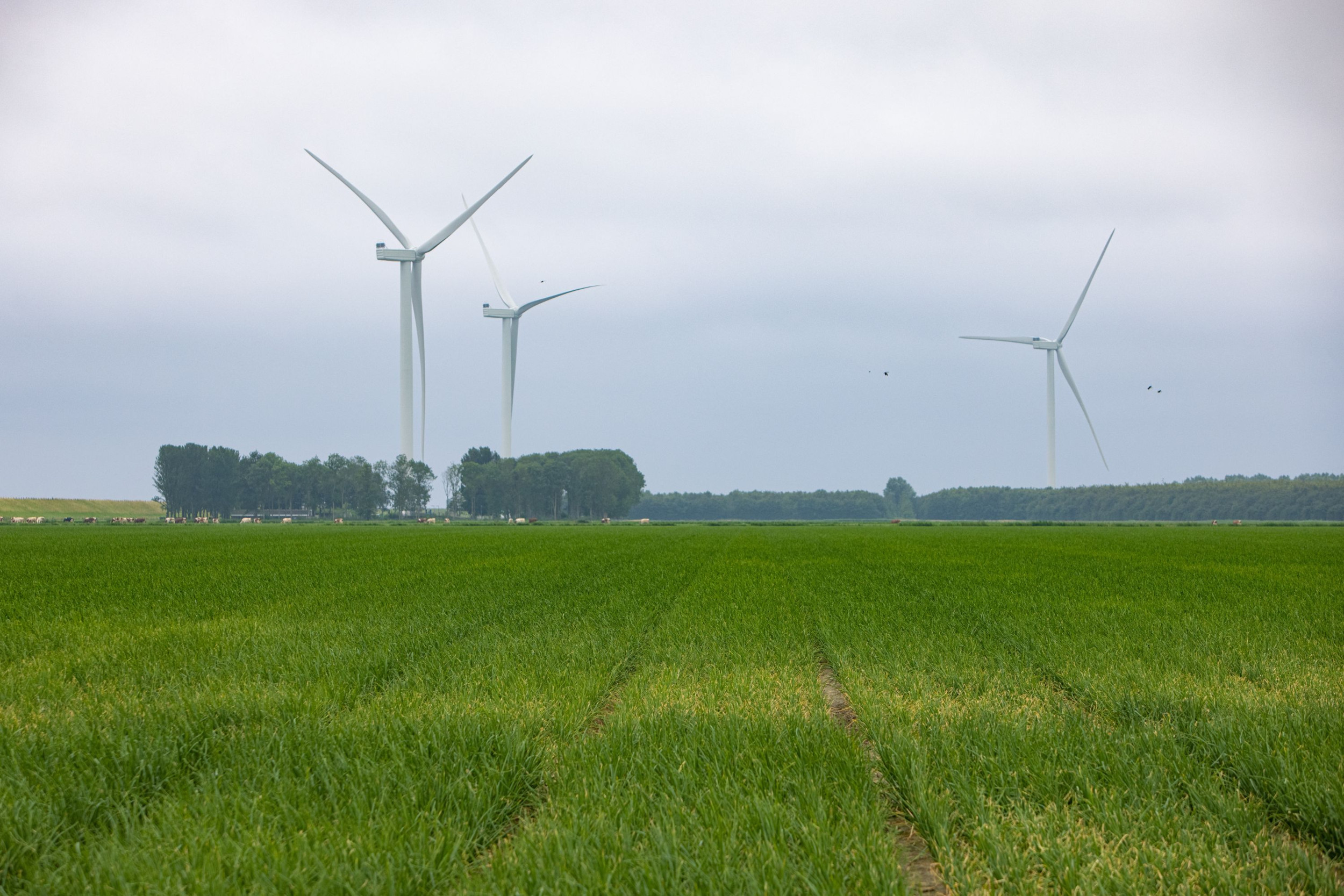 Akkerbouwer Frank van Oirschot legt koolstof vast in de bodem en verkoopt CO2-certificaten aan een windmolencoöperatie. Foto: Peter Roek