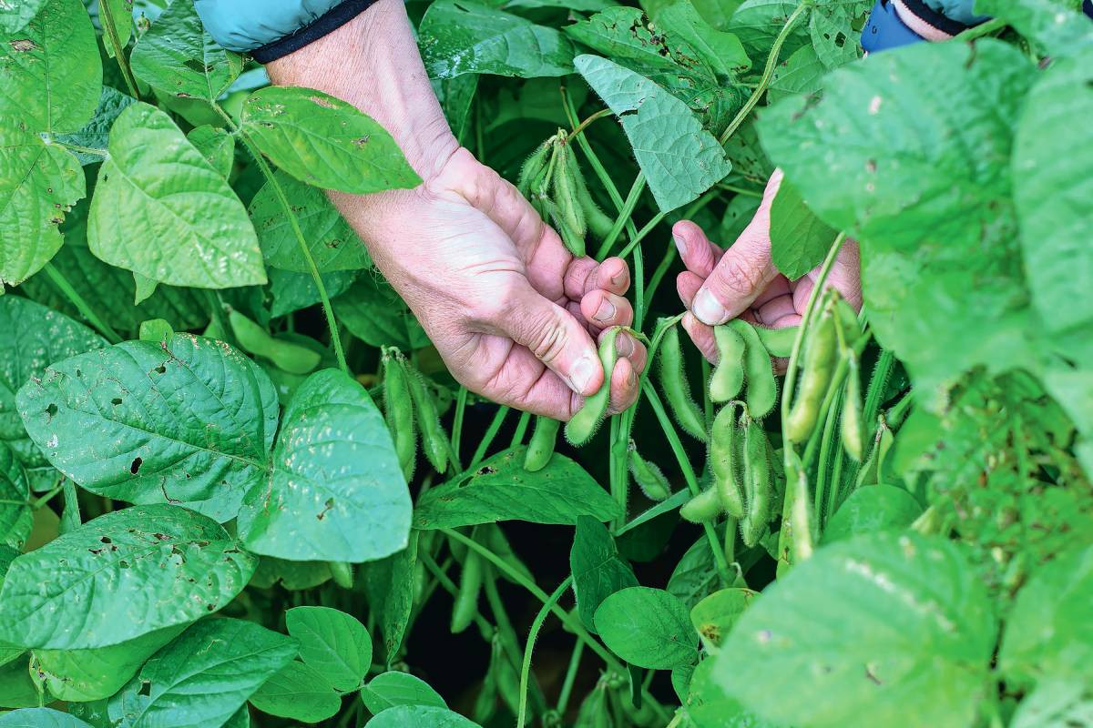 Edamameboontje aan de plant rijp voor de oogst. Foto: Foodvalley