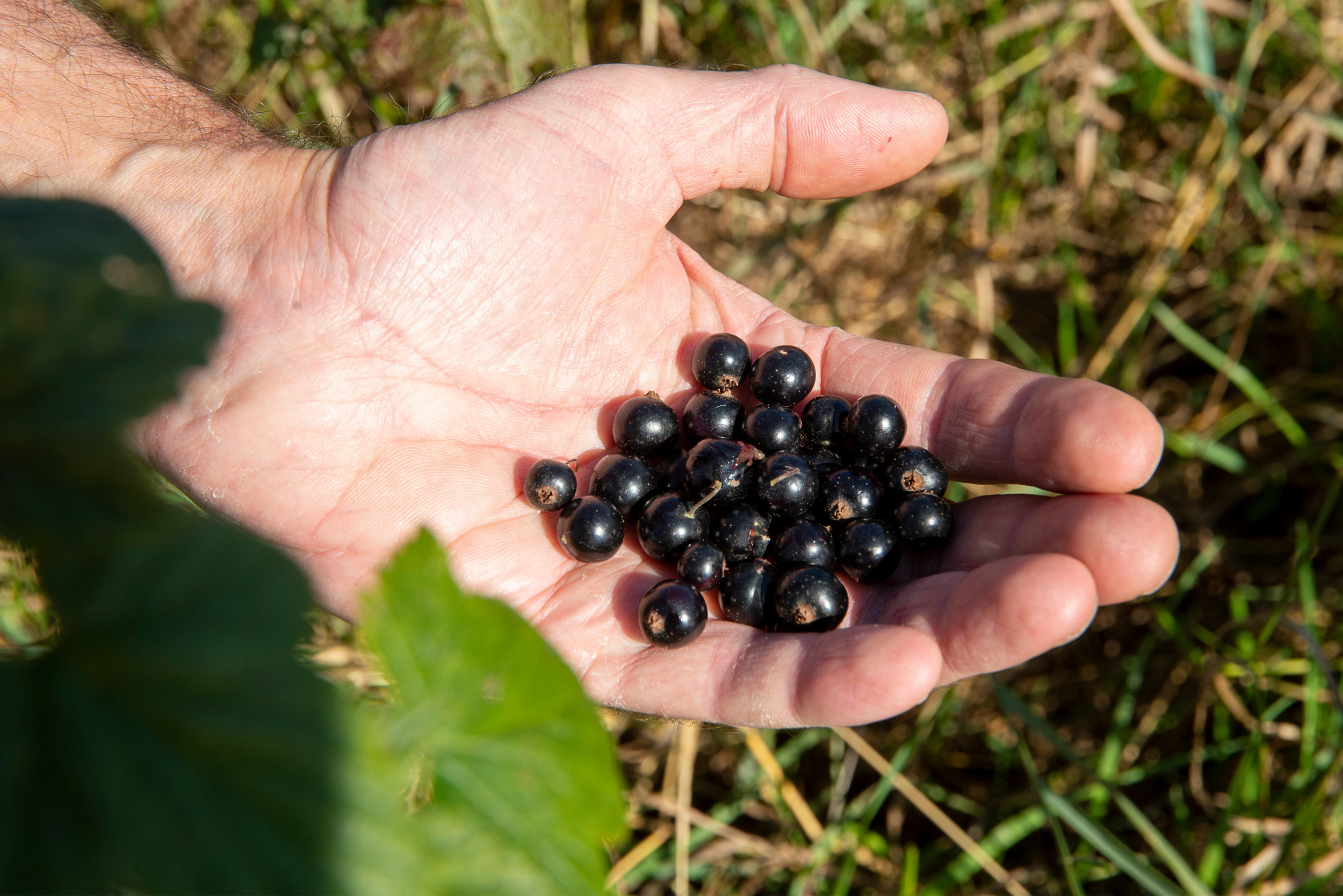 Als we allemaal van een voedselbos zouden moeten eten, hebben we dan wel genoeg? Foto: Twan Wiermans