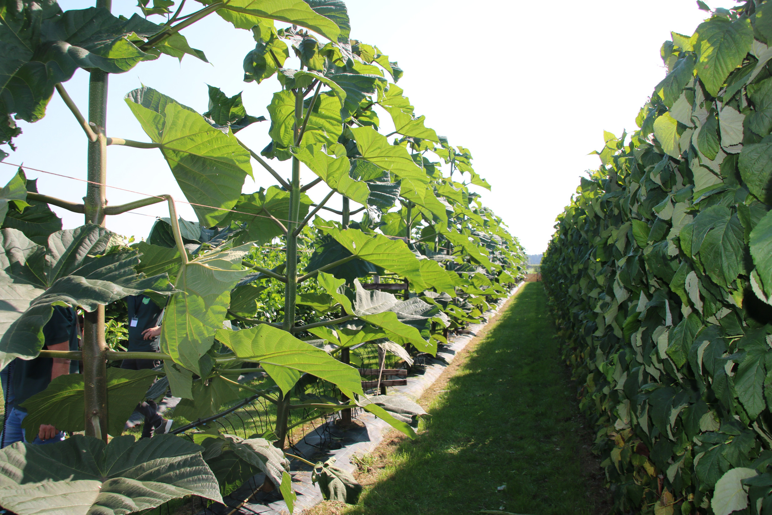 De Anna Paulownaboom, ook bekend als de Paulownia- of Kiri-boom, is een zeer snelgroeiend houtgewas. Foto: Wouter van Teeffelen