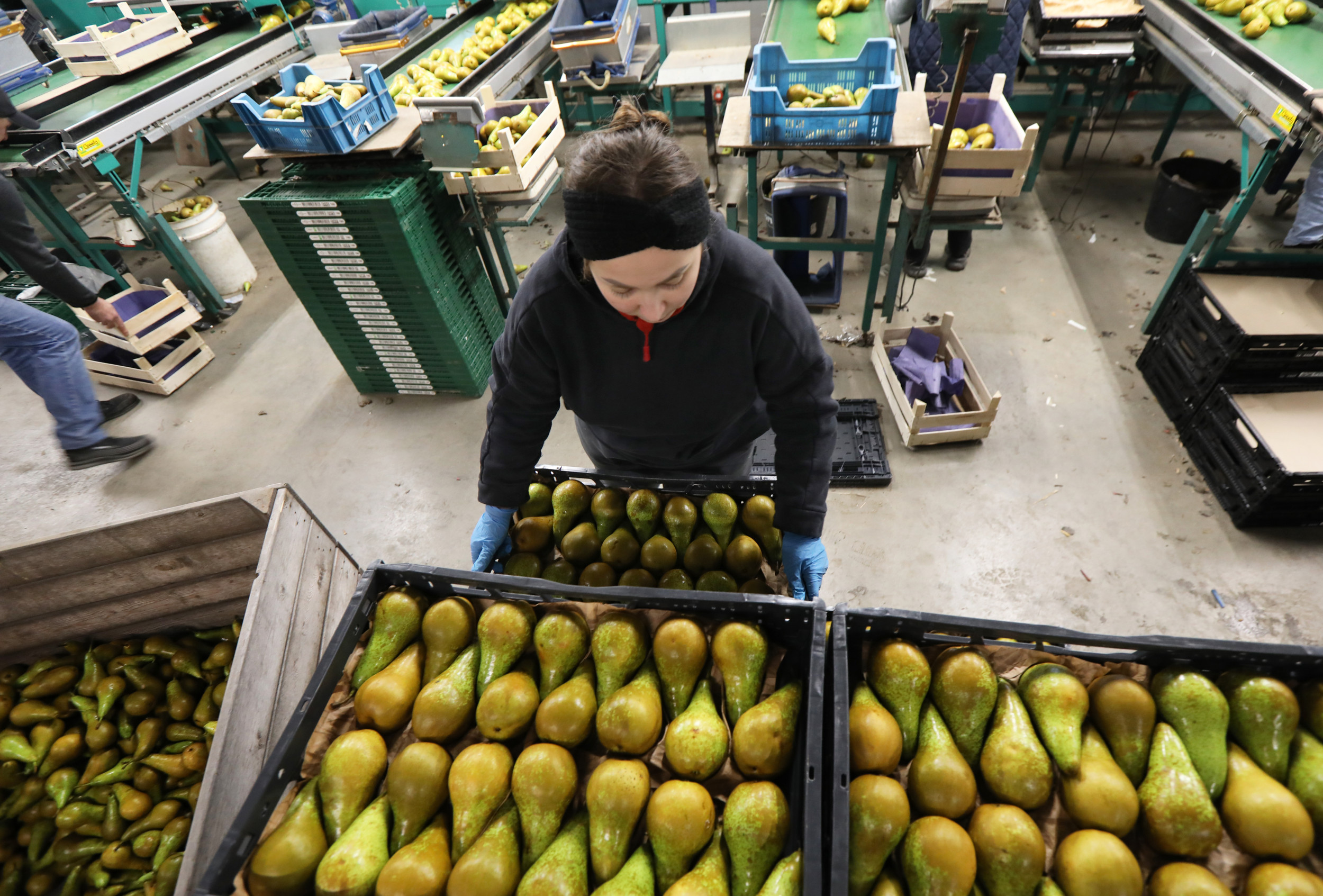 Peren sorteren bij Jan van Olst in Andelst. De hoop is voor 2025 gevestigd op betere prijzen. Foto: VidiPhoto