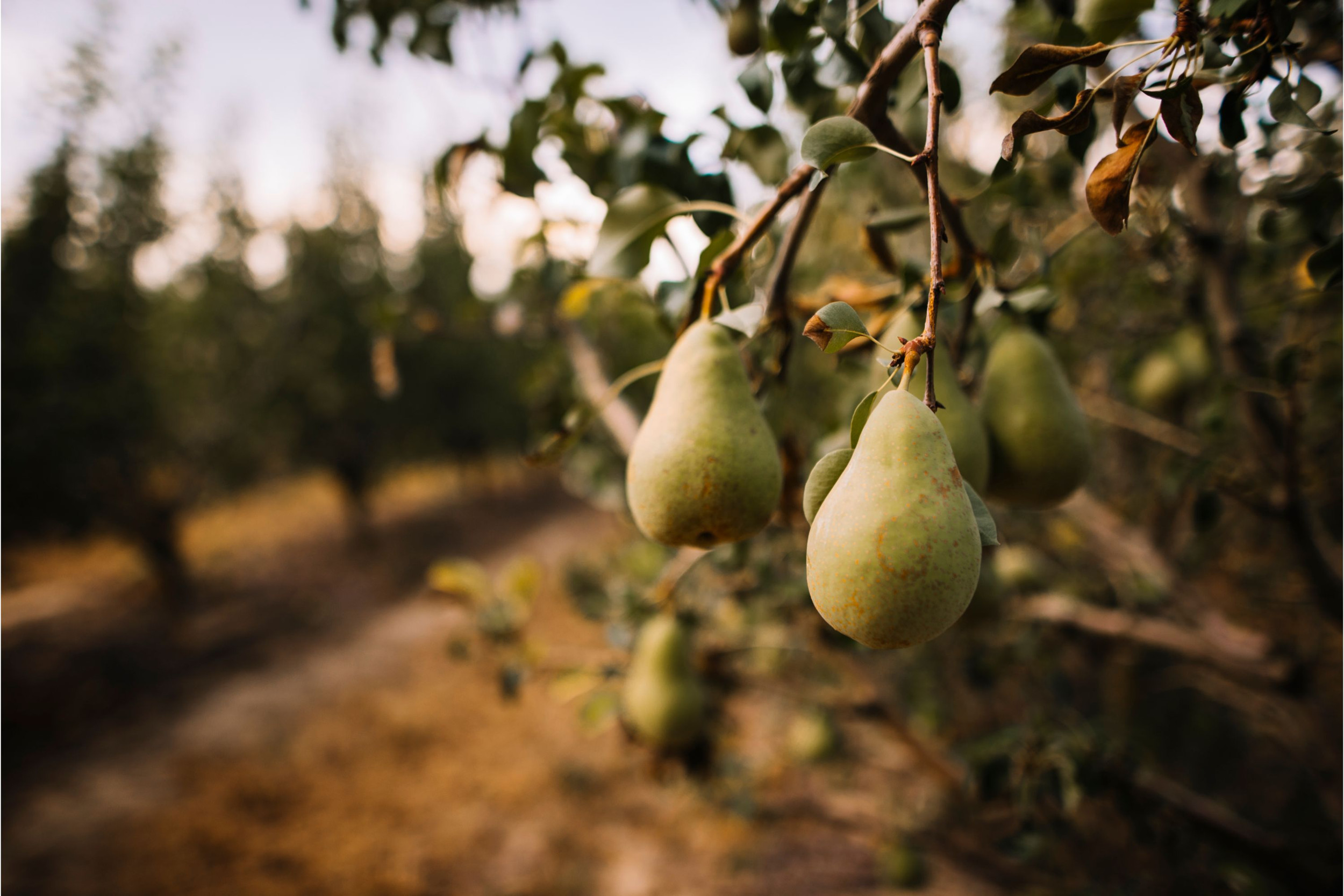 In Italië wordt de bruingemarmerde schildwants als belangrijkste reden gezien dat het areaal peren in Italië sterk terugloopt. Foto: Canva