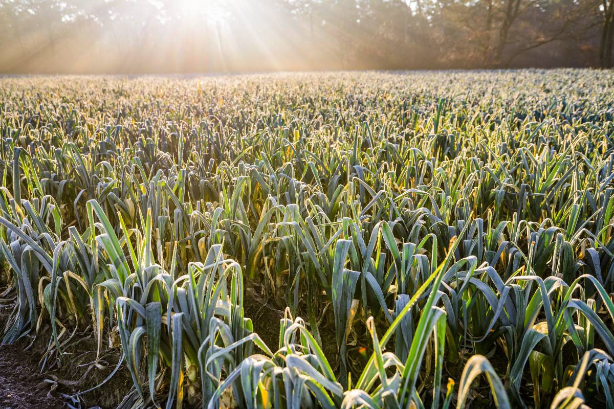 Vorst, maar vooral ook temperatuurswisselingen kunnen flinke impact hebben op de kwaliteit van prei. Foto: Bert Jansen