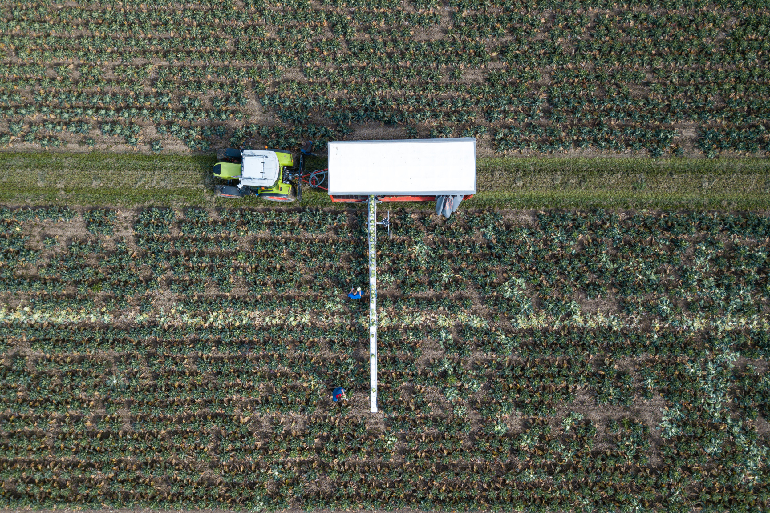 Oogst van winterbloemkool. Foto: Peter Roek