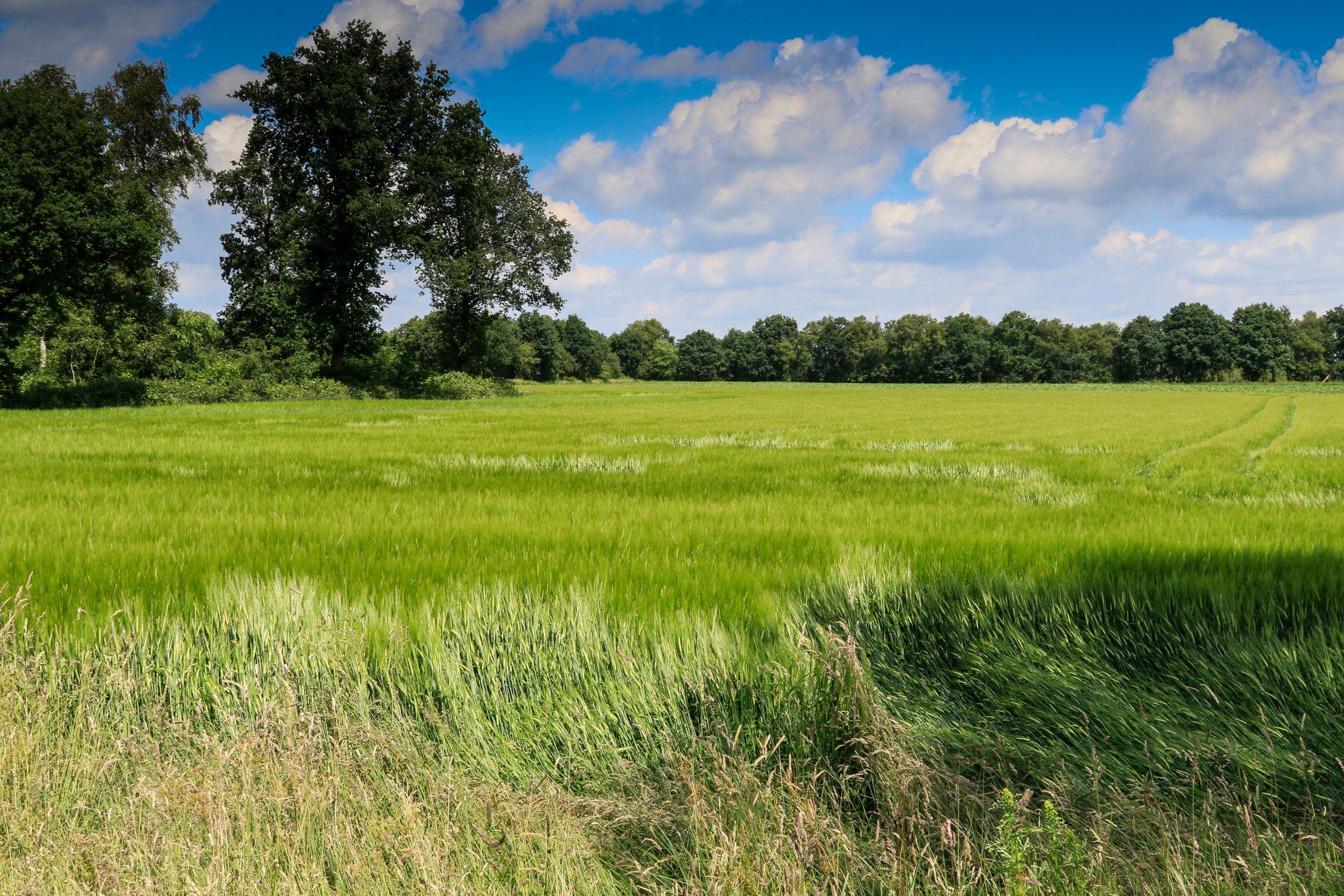 Een van de grootste knelpunten is dat de reguliere pacht aan aantrekkelijkheid (voor verpachters) heeft ingeboet, terwijl de kortdurende pacht in populariteit is toegenomen. Foto: Jan Willem van Vliet