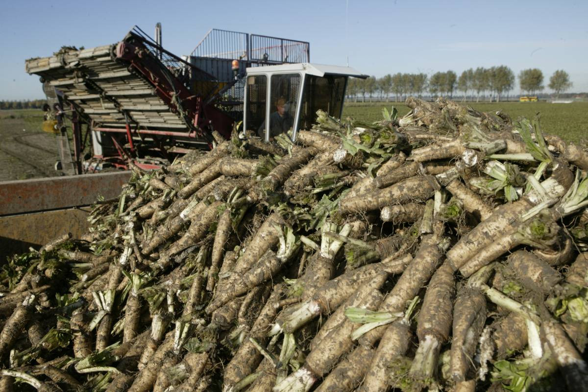 Het rooien van witlofwortels. Aik Ruiter is er vroeg mee begonnen en was half november klaar. Foto: Mark Pasveer