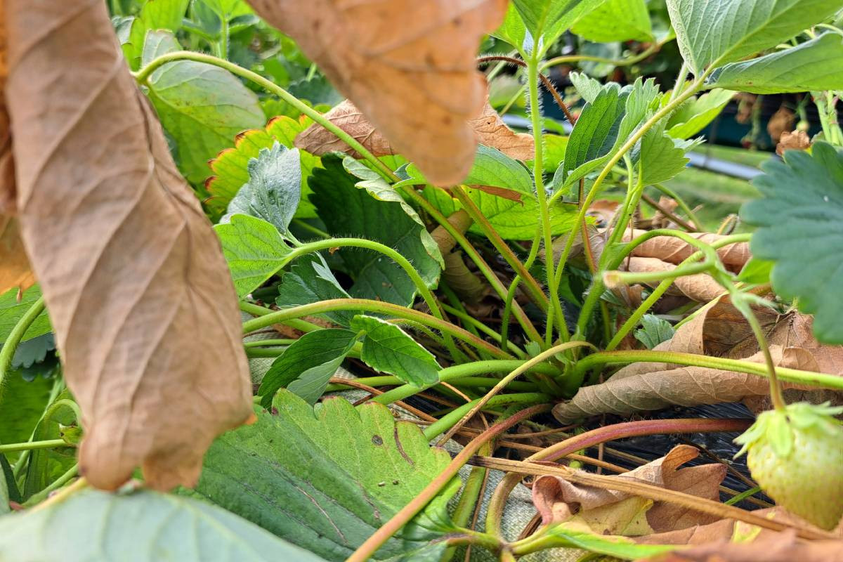 Colletotrichum fragariae tast met name het rhizoom aan waardoor de planten verwelken. Foto: Delphy