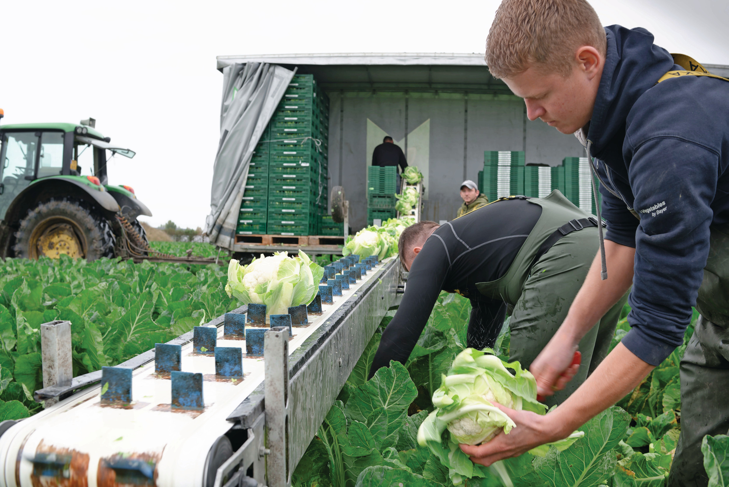 De productie richt zich op een beperkt aantal rassen met voor 95% zes stuks in de kist. Hugo en Wout regelen de oogst. Er wordt gewerkt in een 4-rijig teeltsysteem. Foto’s: Lex Salverda