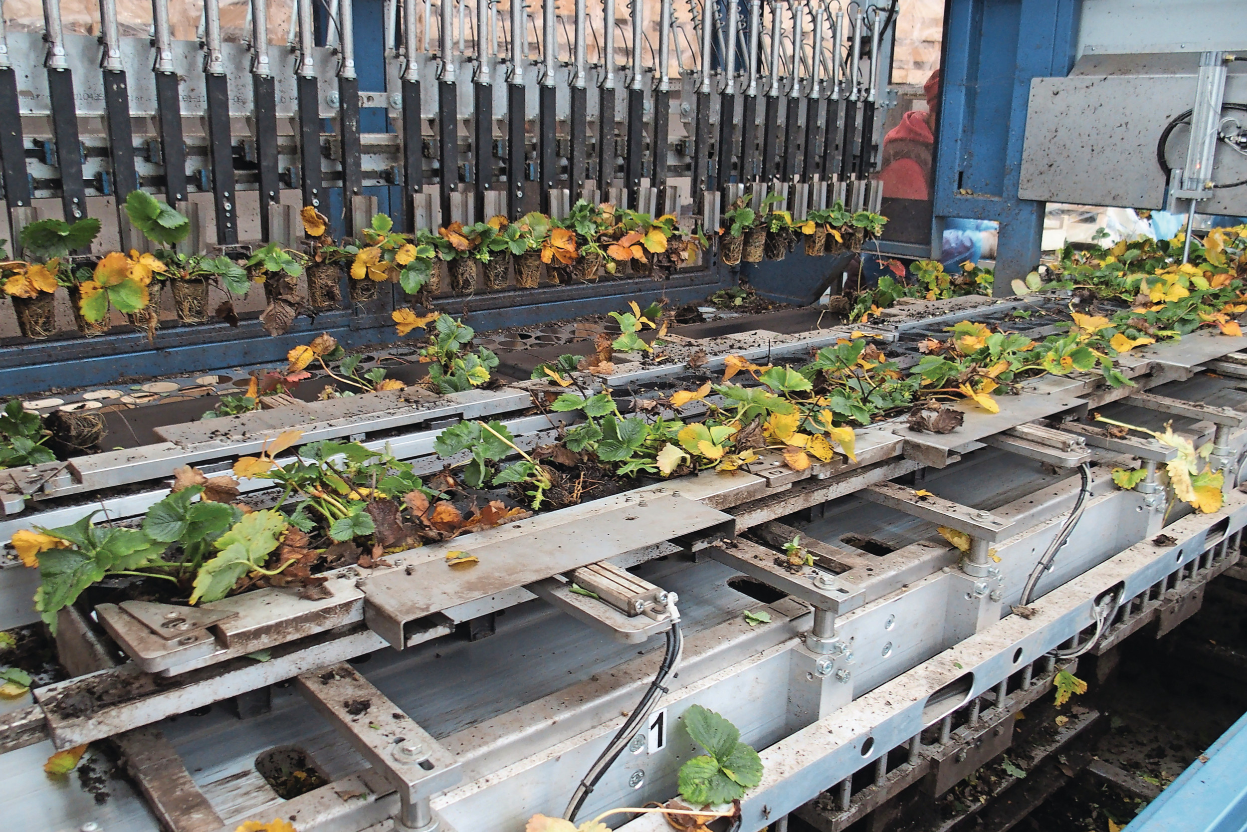 Iedere unit drukt één rij van negen planten uit een tray en de grippers pakken de planten vast. Foto’s: Stan Verstegen