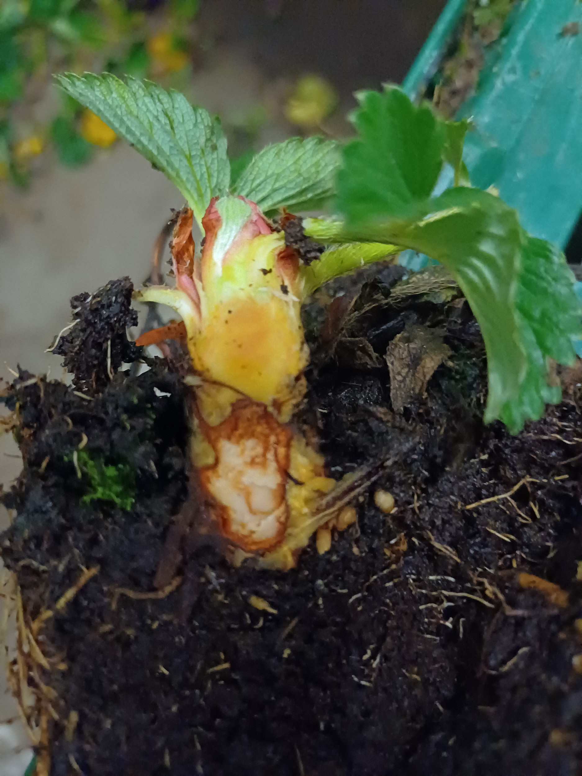 Een aantasting in het rhizoom door Neopestalotiopsis lijkt op een aantasting door Phytophthora cactorum. Foto: Delphy