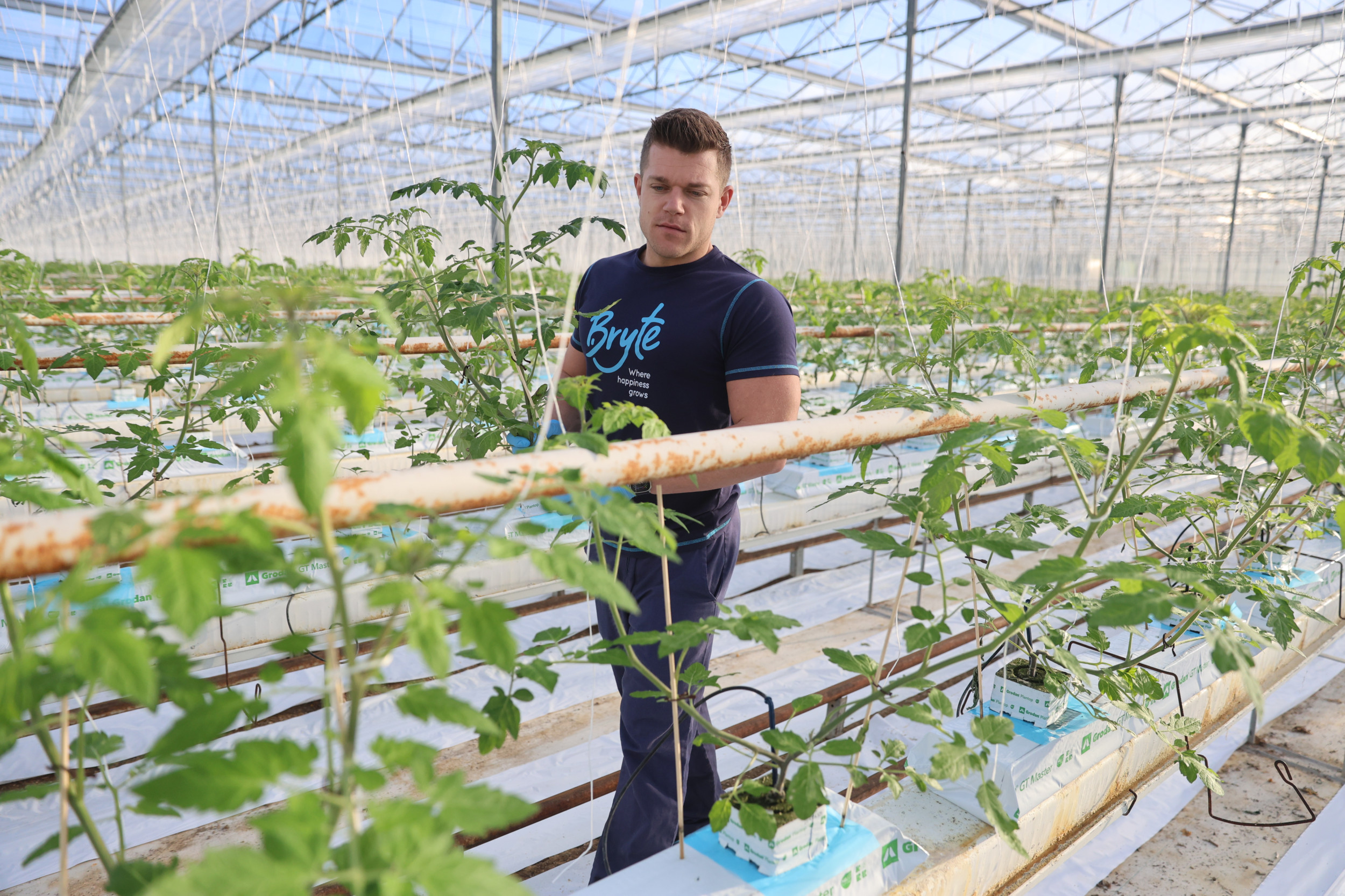 Bij het nalopen worden eventuele afwijkende planten vervangen. Foto: Dennis Wisse