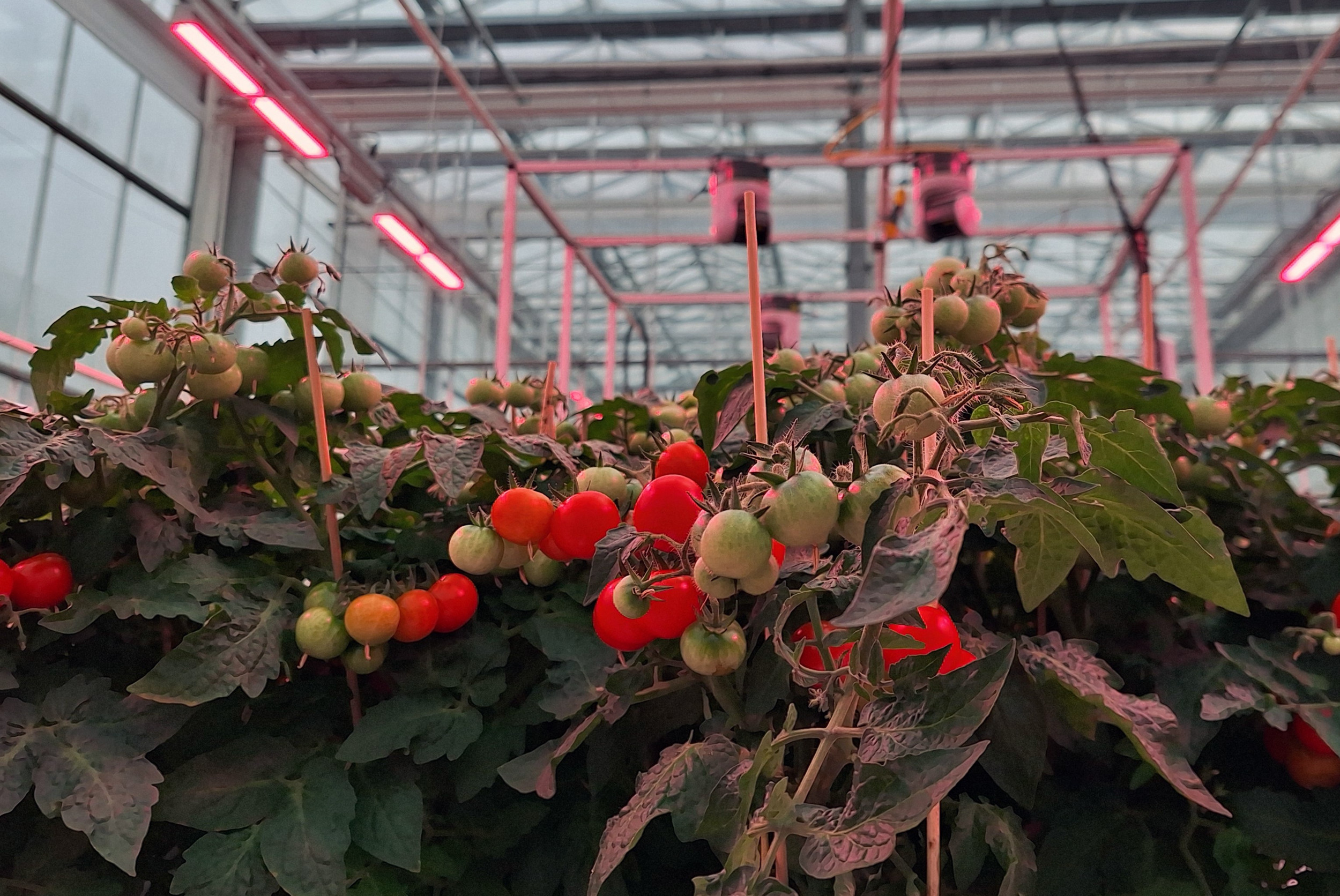 De plantdichtheid bleek bepalend voor het winnende resultaat. Foto: WUR