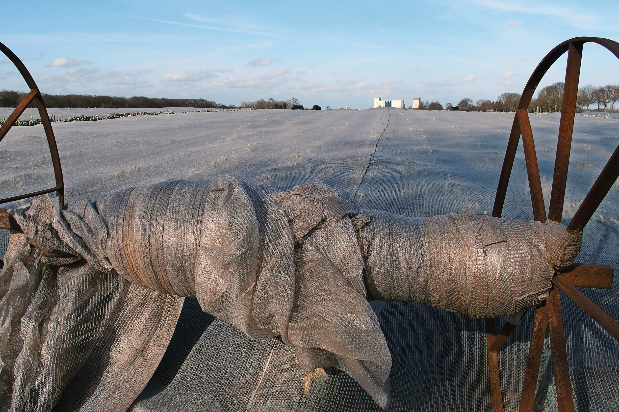 Bij ZON was in het midden van deze week sprake van een omslag in de prijstrend. Dat zou te maken kunnen hebben met het kortstondige winterse karakter van het weer. Foto: Stan Verstegen