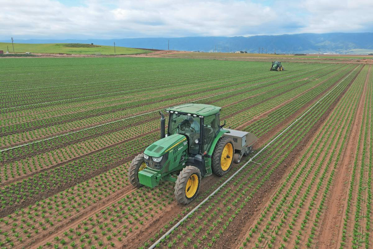 Twee slimme cultivators van Stout in een veld met biologische romainesla. Foto: Maxence Guillaumot