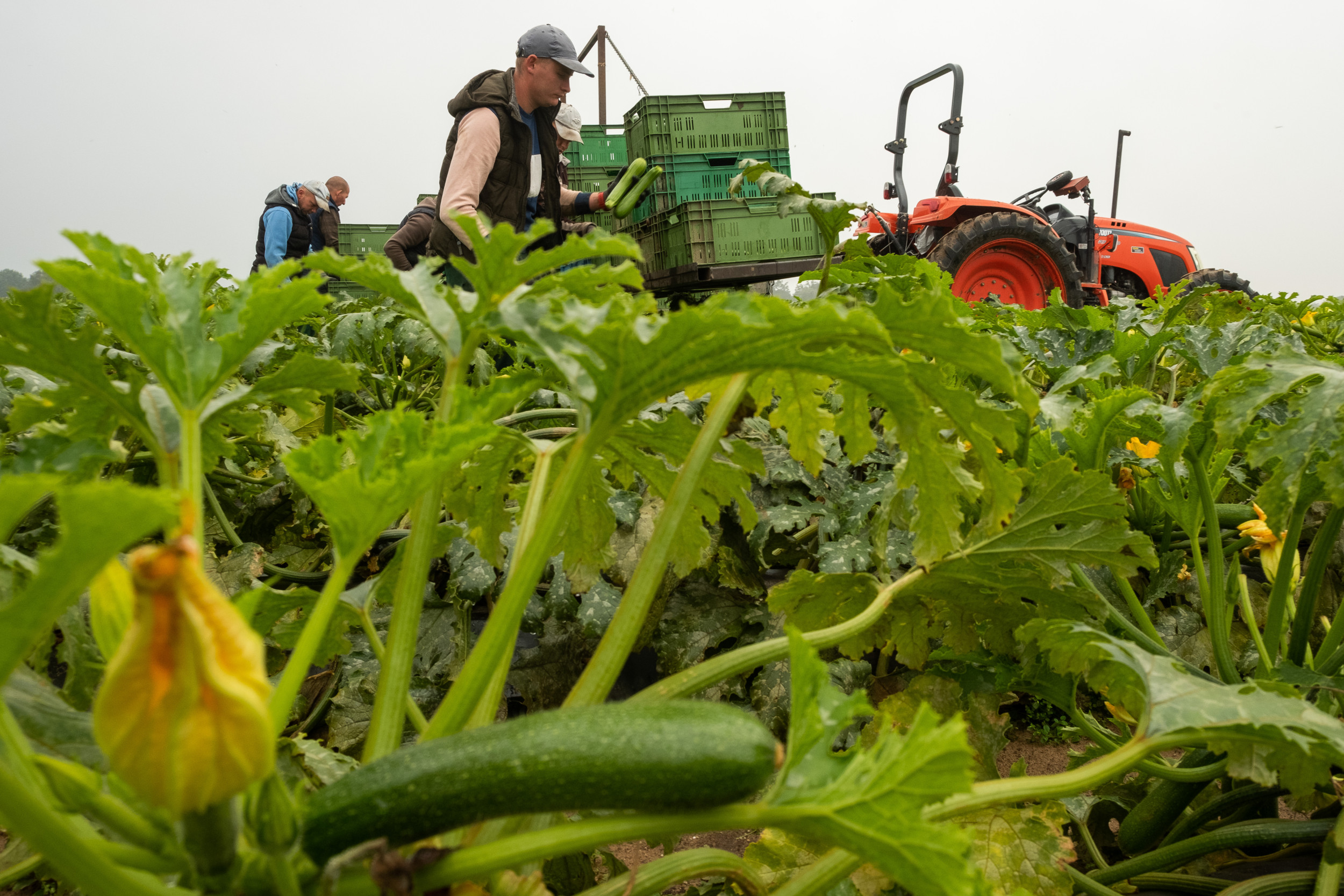 De grootste stijger in omzet bij REO is courgette. Foto: Twan Wiermans