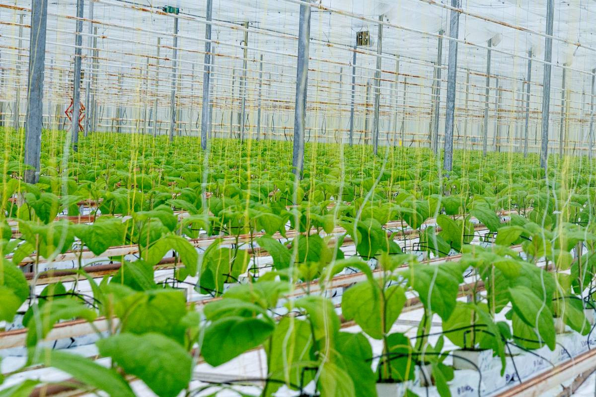 Het donkere weer zorgt niet voor een vlotte start van de aubergineteelt. Foto: Roel Dijkstra