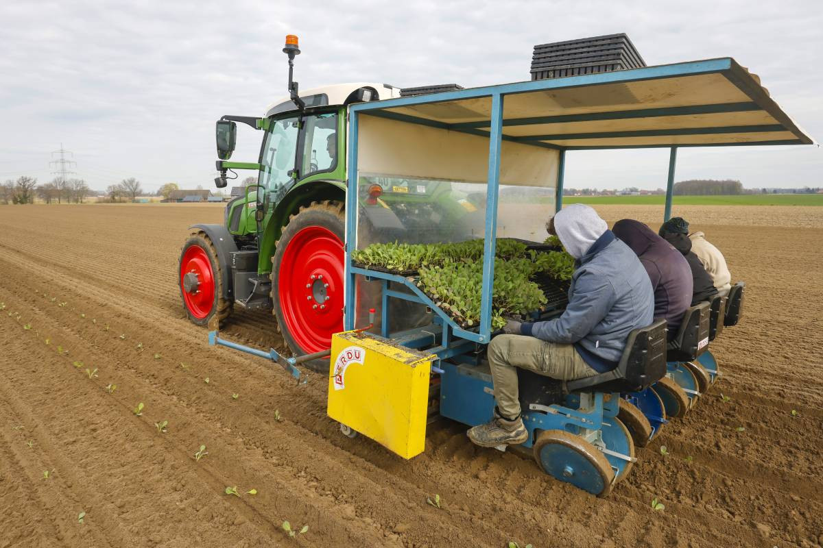 Aldi Nord lanceerde een wervingscampagne gericht op werknemers uit de tuinbouw en andere sectoren. Foto: ANP