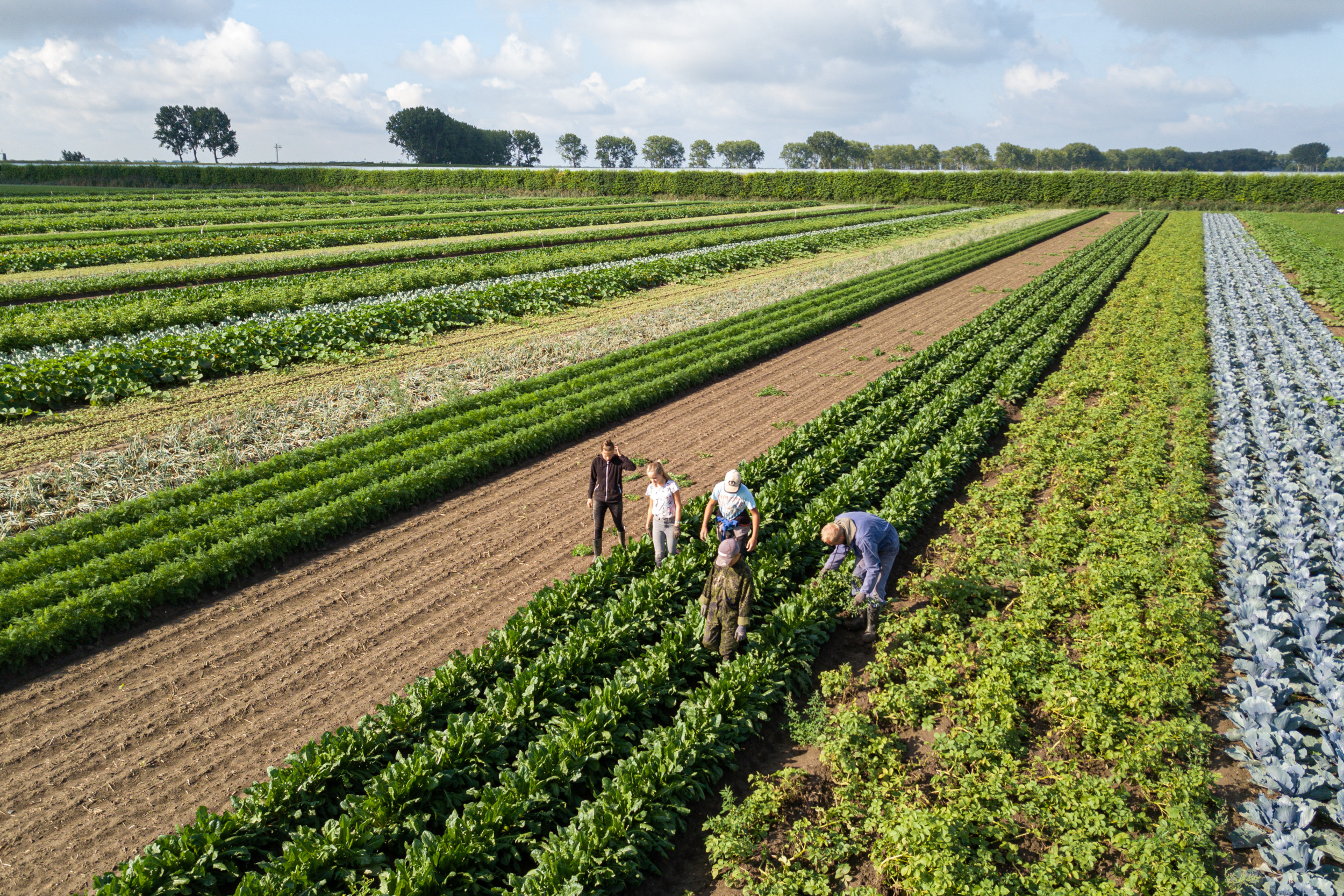 Een voorbeeld van 6 meter brede strokenteelt bij biologisch akkerbouwer Cornelis Mosselman in Ooltgensplaat (Zuid-Holland). Duidelijk te zien is de afwisseling in hoogte van de gewassen en stroken waar al gewassen zijn geoogst. Dat werkt positief op groei en weerbaarheid van gewassen. Foto’s: Peter Roek