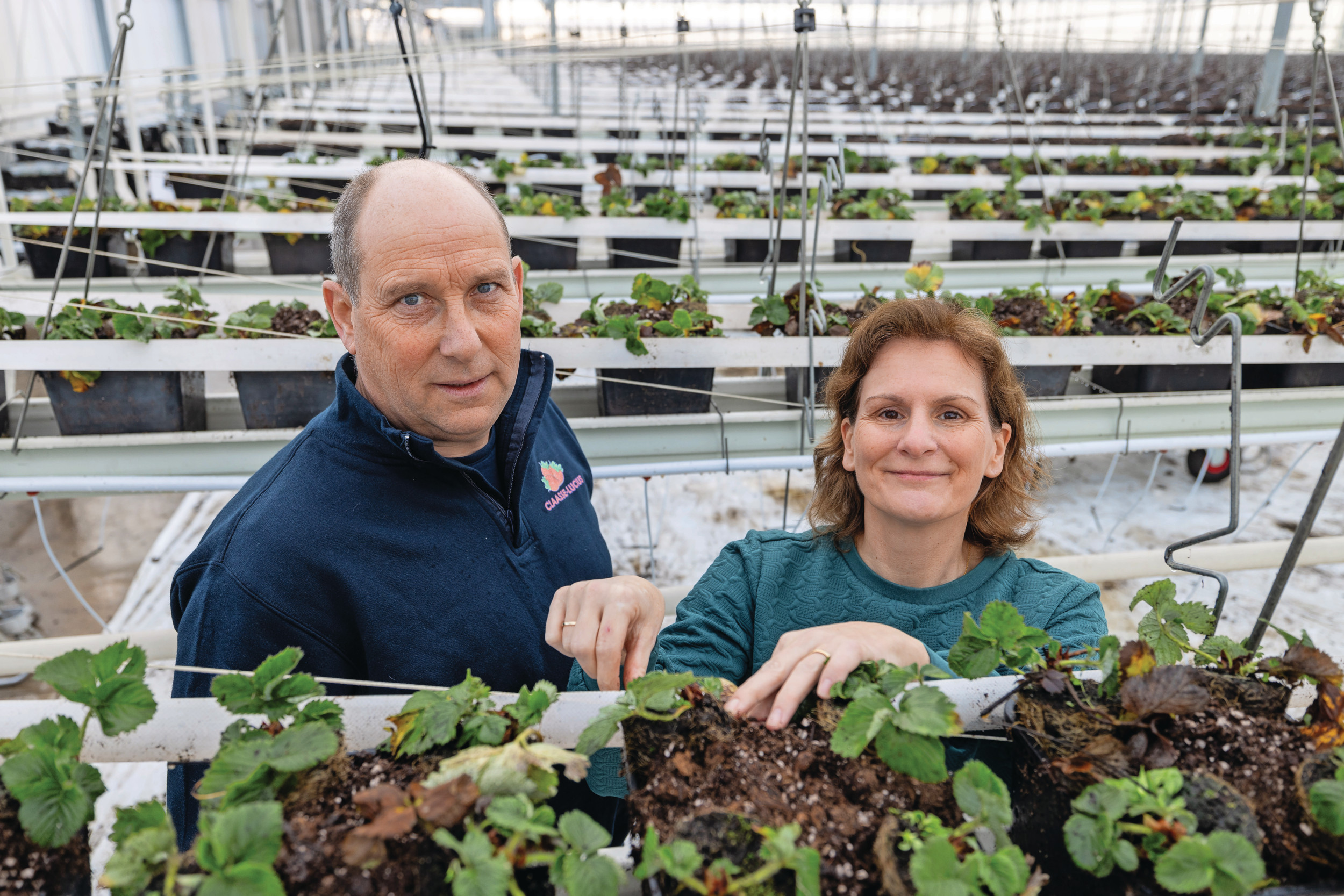 Het aardbeienbedrijf van Marty Claasse en Marleen Lucius ligt op enkele kilometers van de Nederlandse grens bij Baarle-Nassau. Foto’s: Peter Roek