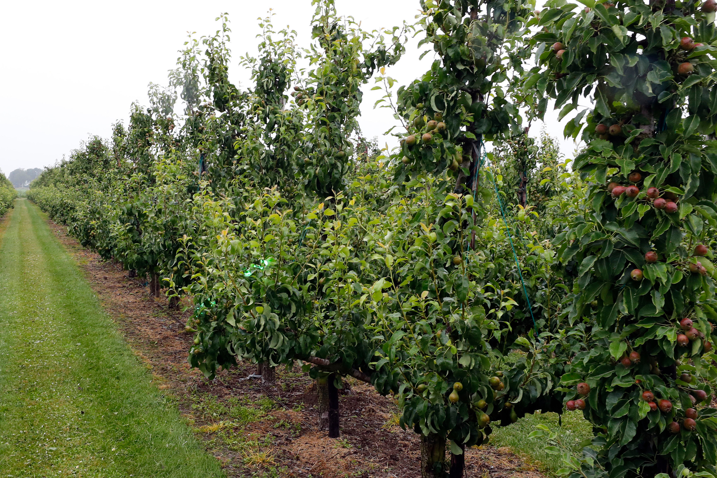 AR Plant is een dochteronderneming van Coöperatie AgruniekRijnvallei en is actief in de fruitteelt, akkerbouw, ruwvoerteelt, boomkwekerij en groenvoorziening. Foto: Bert Jansen