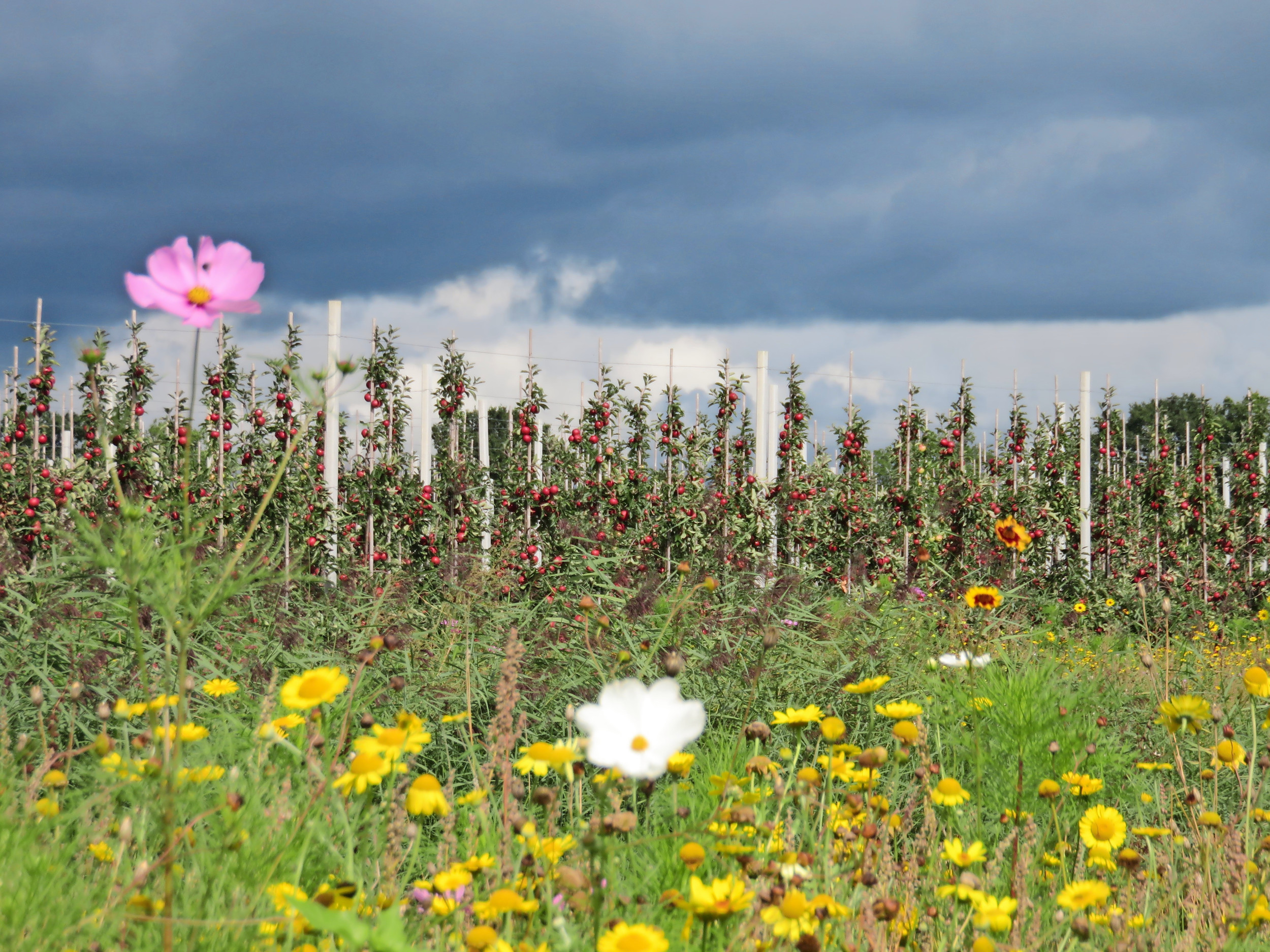 Bloemenranden naast boomgaarden of kassen staan leuk en zijn ook nuttig. Inagro ziet de keverbank als een mooie aanvulling. Foto: Ton van der Scheer