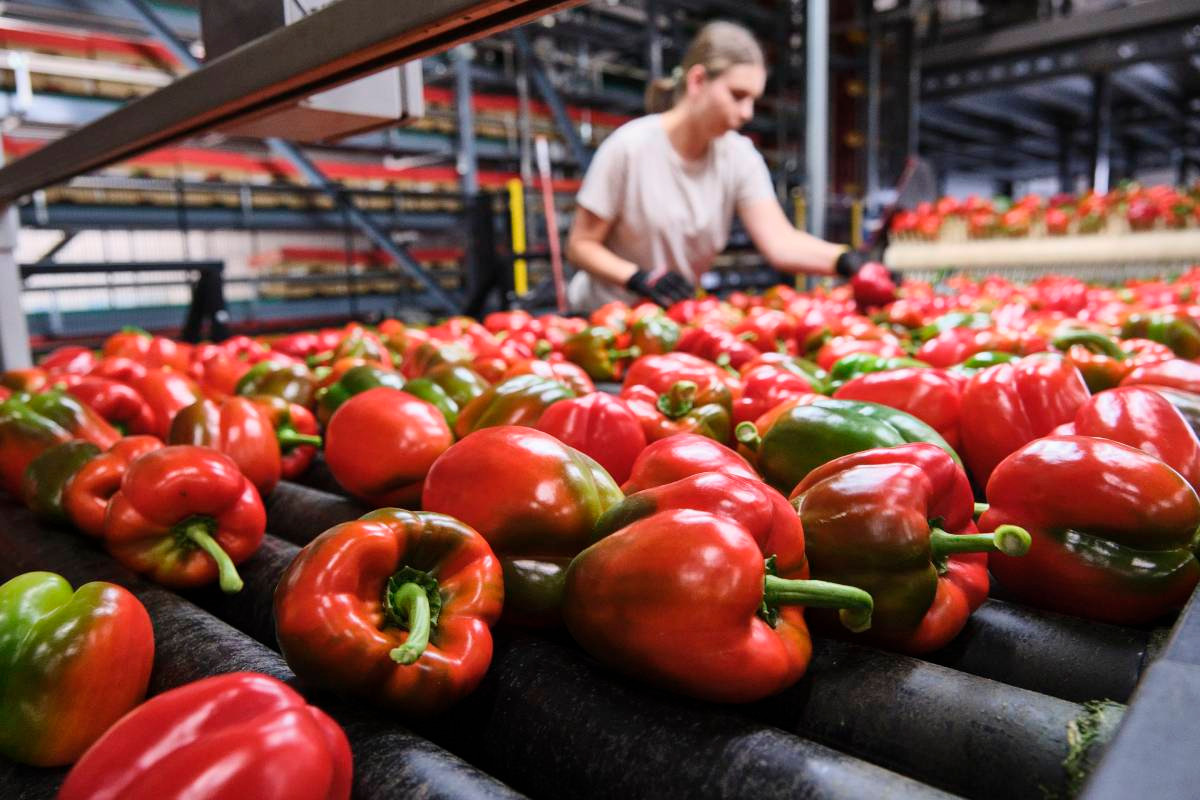 Waar bij fruit de meerderheid van de uitvoer bestaat uit eerder ingevoerde producten, komt de meeste geëxporteerde groente van Nederlandse bodem. Foto: Fred Libochant Fotografie