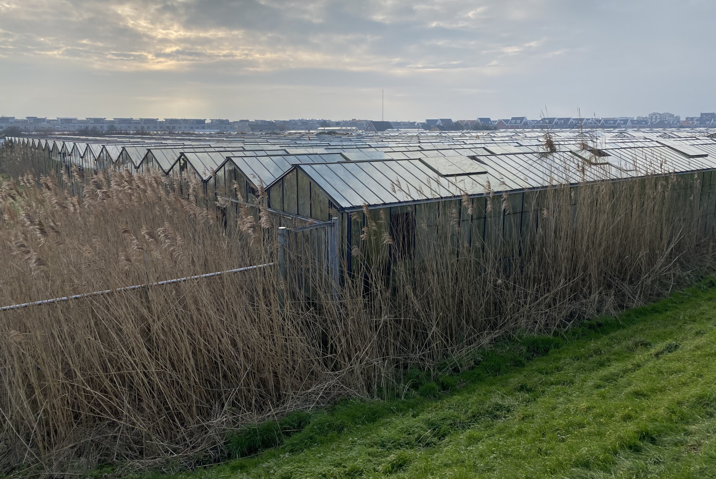 Vanaf het duinfietspad ten zuiden van Ter Heijde kijk je uit over het verouderde glastuinbouwgebiedje inclusief de verwaarloosde gemeentekas. Foto: Arie-Frans Middelburg